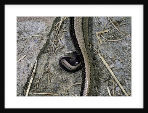 Anguis fragilis (Slow Worm) - farrowing by Anonymous