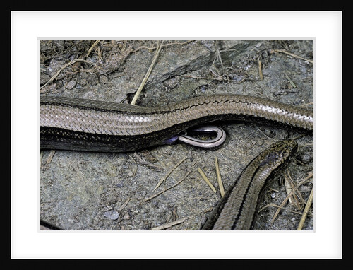 Anguis fragilis (Slow Worm) - farrowing by Anonymous