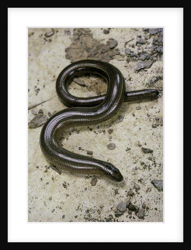 Anguis fragilis (Slow Worm) - male by Anonymous