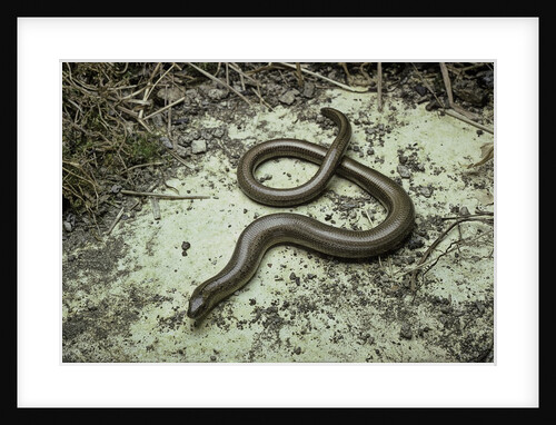 Anguis fragilis (Slow Worm) by Anonymous