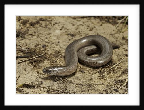 Anguis fragilis (Slow Worm) by Anonymous