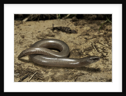 Anguis fragilis (Slow Worm) by Anonymous