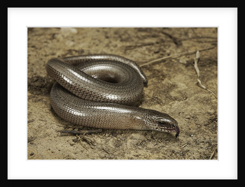 Anguis fragilis (Slow Worm) by Anonymous