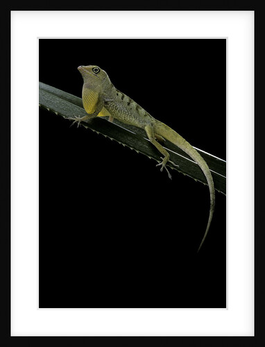 Anolis roquet salinei (savannah anole) by Anonymous