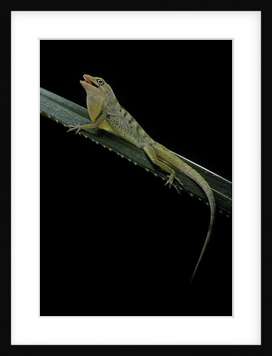 Anolis roquet salinei (savannah anole) by Anonymous