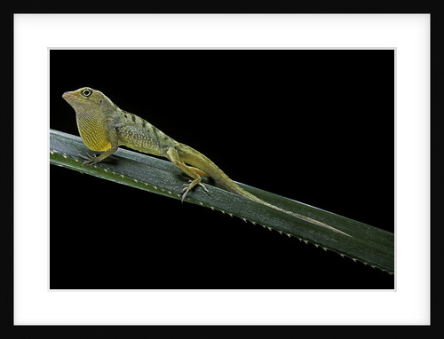 Anolis roquet salinei (savannah anole) by Anonymous