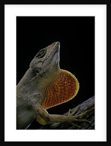 Anolis sagrei (Cuban brown anole) by Anonymous