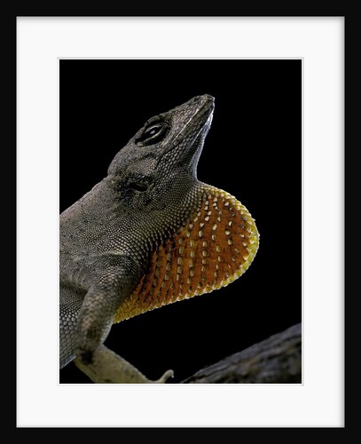 Anolis sagrei (Cuban brown anole) by Anonymous