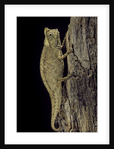 Brookesia superciliaris (brown leaf chameleon) by Anonymous