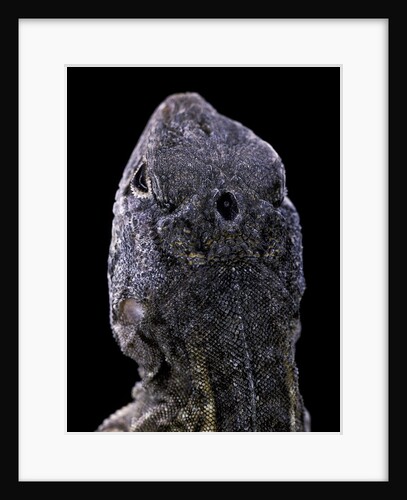 Chalarodon madagascariensis (Madagascar iguana) - with his "third eye" by Anonymous