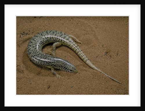 Chalcides ocellatus (ocellated barrel skink) by Anonymous