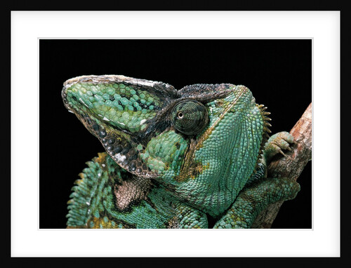 Chamaeleo calyptratus (veiled chameleon) by Anonymous