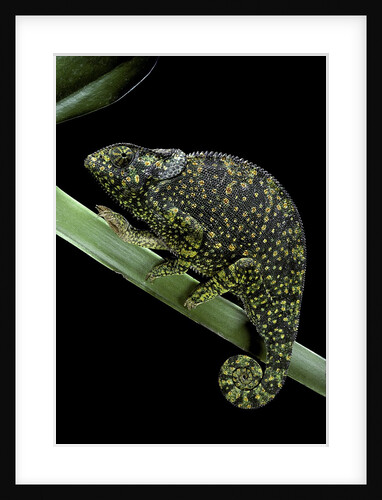 Chamaeleo dilepis (flapneck chameleon) by Anonymous