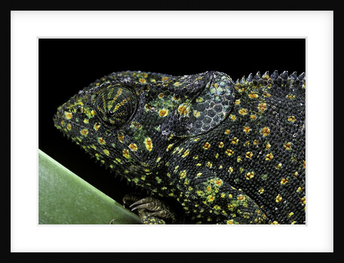 Chamaeleo dilepis (flapneck chameleon) by Anonymous