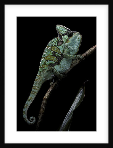 Chamaeleo calyptratus (veiled chameleon) by Anonymous