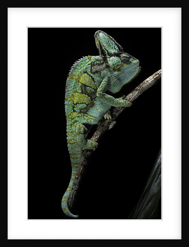 Chamaeleo calyptratus (veiled chameleon) by Anonymous