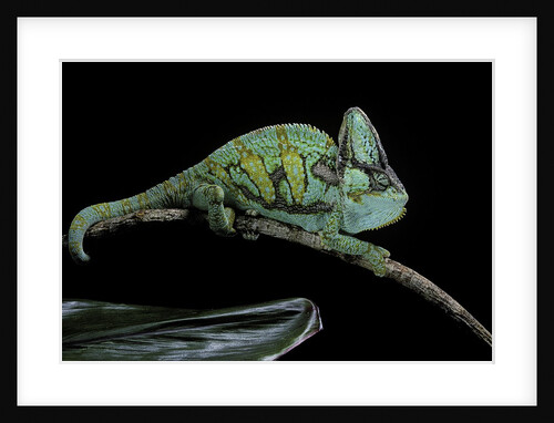 Chamaeleo calyptratus (veiled chameleon) by Anonymous
