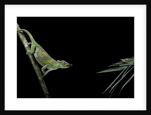 Chamaeleo johnstoni (Johnston's chameleon) - capturing an insect by Anonymous