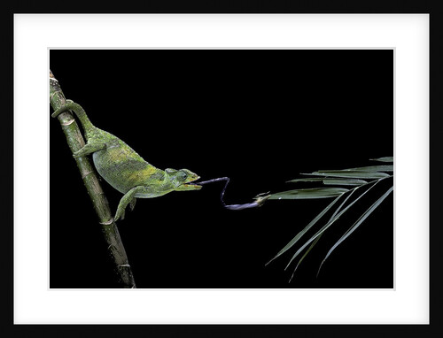 Chamaeleo johnstoni (Johnston's chameleon) - capturing an insect by Anonymous