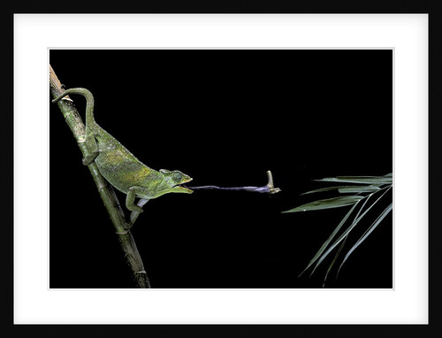 Chamaeleo johnstoni (Johnston's chameleon) - capturing an insect by Anonymous