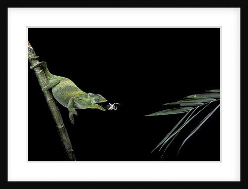 Chamaeleo johnstoni (Johnston's chameleon) - capturing an insect by Anonymous