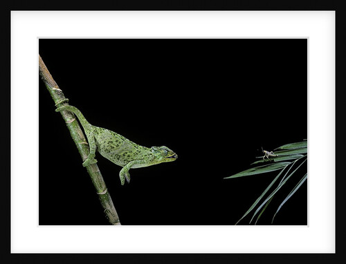 Chamaeleo johnstoni (Johnston's chameleon) - capturing an insect by Anonymous
