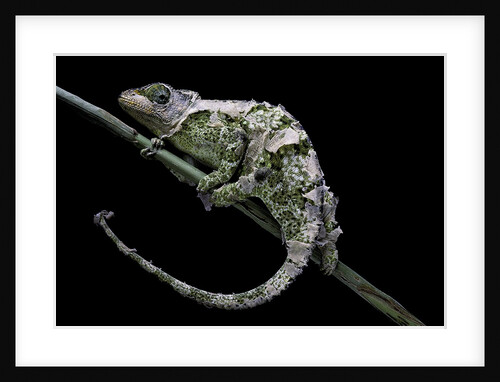 Chamaeleo johnstoni (Johnston's chameleon) - shedding its skin by Anonymous