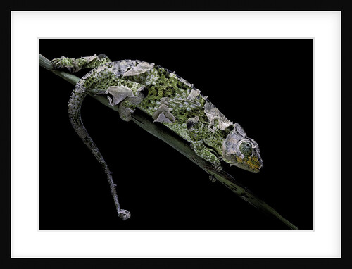 Chamaeleo johnstoni (Johnston's chameleon) - shedding its skin by Anonymous