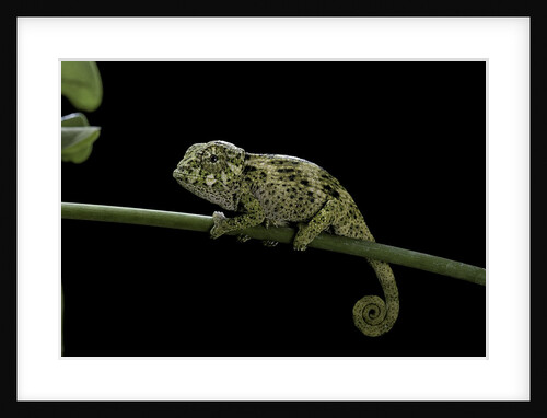 Chamaeleo johnstoni (Johnston's chameleon) - young by Anonymous
