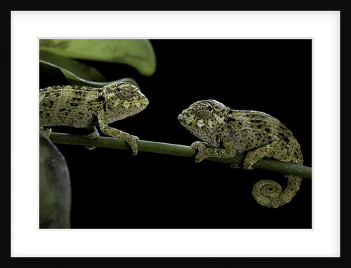 Chamaeleo johnstoni (Johnston's chameleon) - young by Anonymous