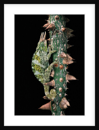 Chamaeleo johnstoni (Johnston's chameleon) by Anonymous