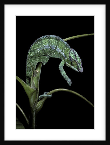 Chamaeleo pardalis (panther chameleon) by Anonymous