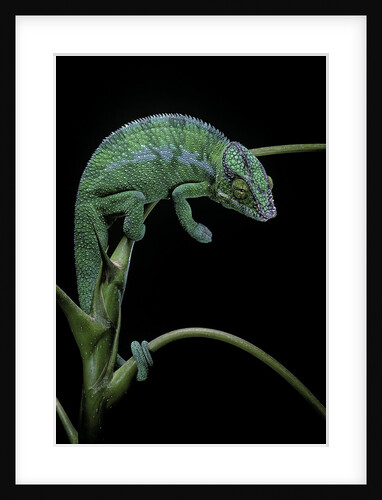 Chamaeleo pardalis (panther chameleon) by Anonymous