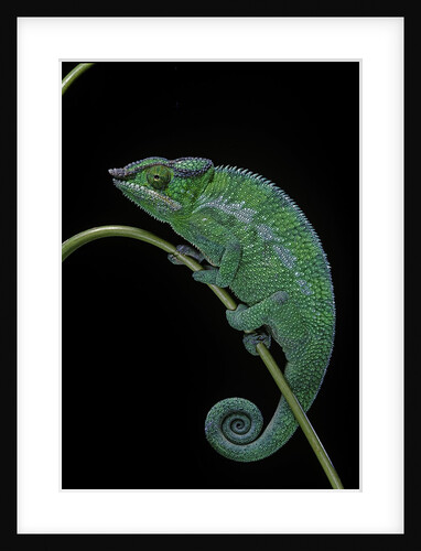 Chamaeleo pardalis (panther chameleon) by Anonymous