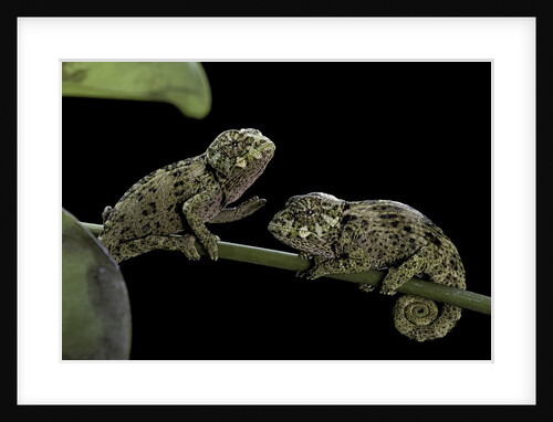 Chamaeleo johnstoni (Johnston's chameleon) - young by Anonymous