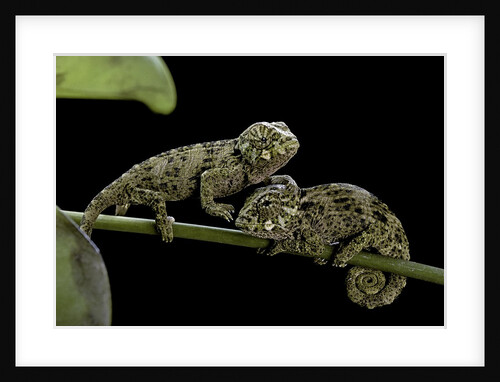 Chamaeleo johnstoni (Johnston's chameleon) - young by Anonymous