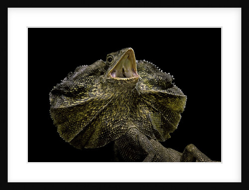 Chlamidausaurus kingi (frilled lizard) by Anonymous