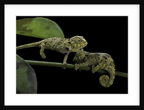 Chamaeleo johnstoni (Johnston's chameleon) - young by Anonymous