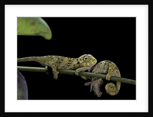 Chamaeleo johnstoni (Johnston's chameleon) - young by Anonymous