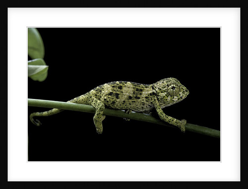 Chamaeleo johnstoni (Johnston's chameleon) - young by Anonymous