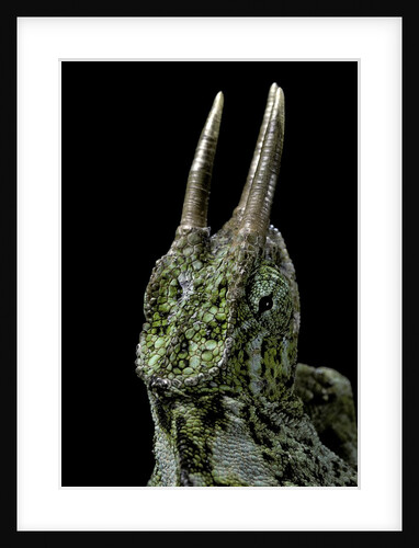Chamaeleo johnstoni (Johnston's chameleon) by Anonymous
