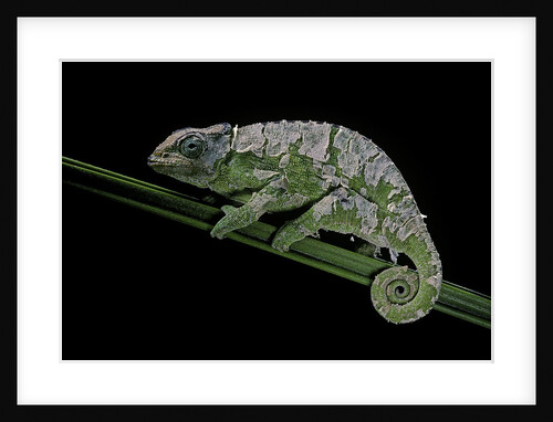 Chamaeleo johnstoni (Johnston's chameleon) - shedding its skin by Anonymous