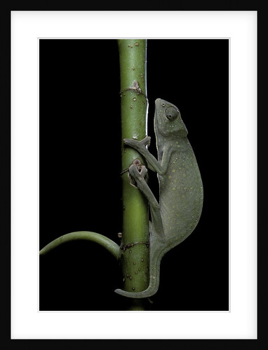 Chamaeleo senegalensis (Senegal chameleon) by Anonymous