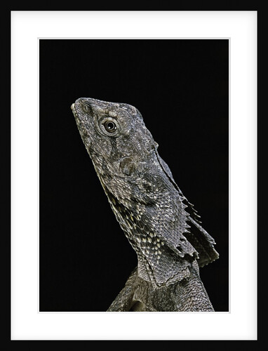 Chlamidausaurus kingi (frilled lizard) by Anonymous