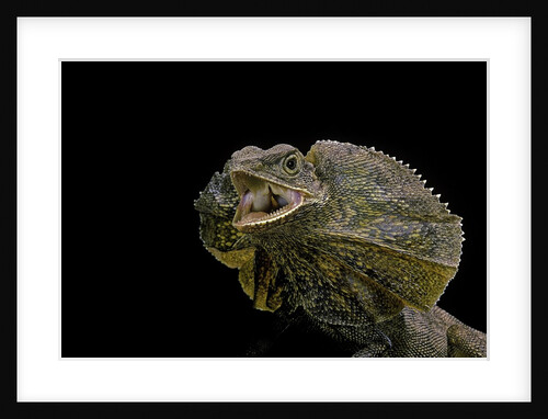 Chlamidausaurus kingi (frilled lizard) by Anonymous