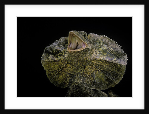 Chlamidausaurus kingi (frilled lizard) by Anonymous