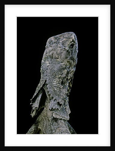 Chlamidausaurus kingi (frilled lizard) by Anonymous