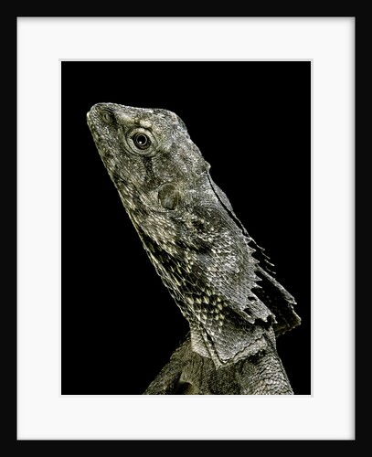 Chlamidausaurus kingi (frilled lizard) by Anonymous