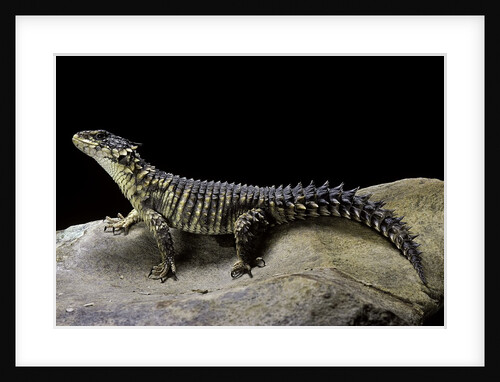 Cordylus giganteus (sun-gazer) by Anonymous