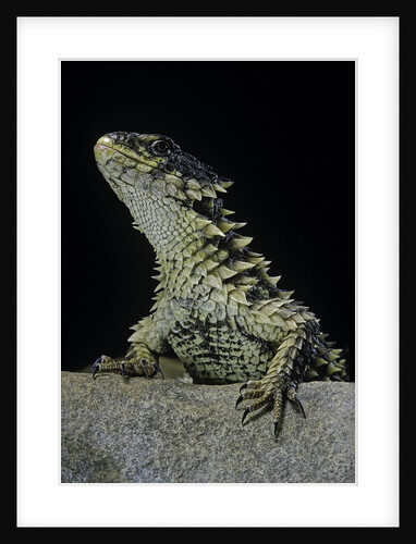 Cordylus giganteus (sun-gazer) by Anonymous
